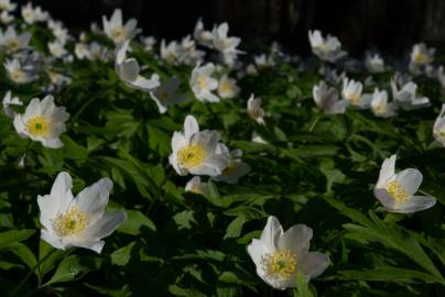 Fotografia da espécie Anemone nemorosa