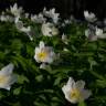 Fotografia 11 da espécie Anemone nemorosa do Jardim Botânico UTAD