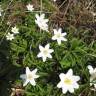 Fotografia 12 da espécie Anemone nemorosa do Jardim Botânico UTAD