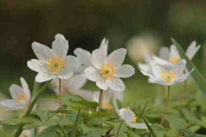 Fotografia da espécie Anemone nemorosa