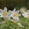 Fotografia 13 da espécie Anemone nemorosa do Jardim Botânico UTAD