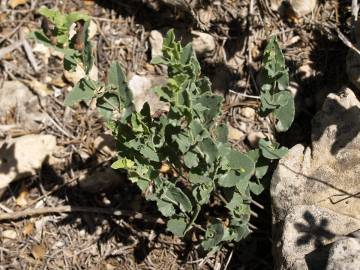 Fotografia da espécie Aristolochia pistolochia