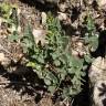 Fotografia 7 da espécie Aristolochia pistolochia do Jardim Botânico UTAD