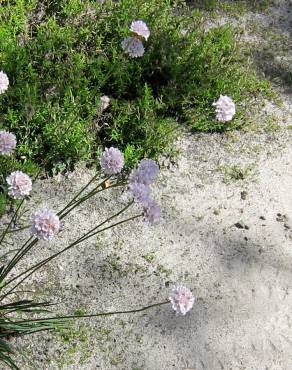 Fotografia 3 da espécie Armeria welwitschii no Jardim Botânico UTAD