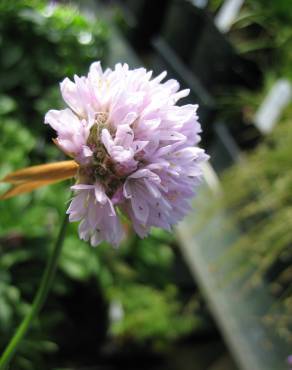 Fotografia 1 da espécie Armeria welwitschii no Jardim Botânico UTAD