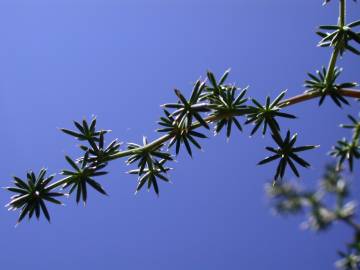 Fotografia da espécie Asparagus acutifolius