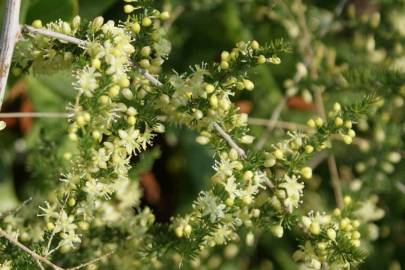 Fotografia da espécie Asparagus acutifolius