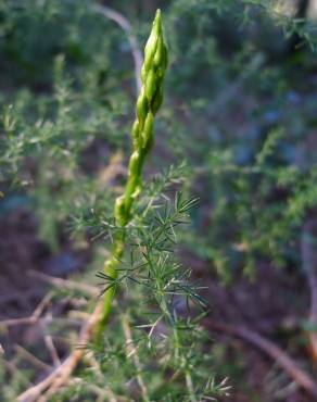 Fotografia 13 da espécie Asparagus acutifolius no Jardim Botânico UTAD
