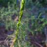 Fotografia 13 da espécie Asparagus acutifolius do Jardim Botânico UTAD