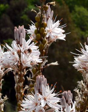 Fotografia 1 da espécie Asphodelus ramosus no Jardim Botânico UTAD