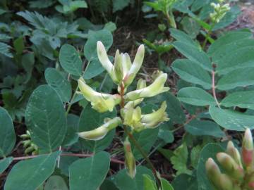 Fotografia da espécie Astragalus glycyphyllos