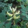 Fotografia 2 da espécie Astragalus glycyphyllos do Jardim Botânico UTAD