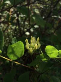 Fotografia da espécie Astragalus glycyphyllos