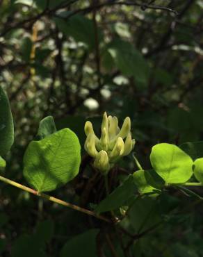 Fotografia 5 da espécie Astragalus glycyphyllos no Jardim Botânico UTAD