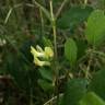 Fotografia 6 da espécie Astragalus glycyphyllos do Jardim Botânico UTAD