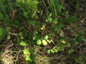 Fotografia da espécie Astragalus glycyphyllos