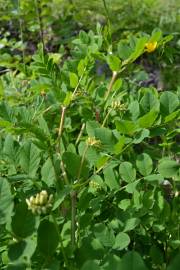 Fotografia da espécie Astragalus glycyphyllos