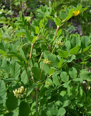 Fotografia 8 da espécie Astragalus glycyphyllos no Jardim Botânico UTAD