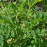 Fotografia 8 da espécie Astragalus glycyphyllos do Jardim Botânico UTAD