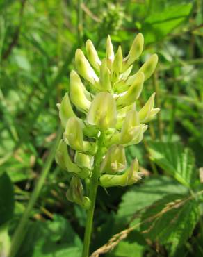 Fotografia 9 da espécie Astragalus glycyphyllos no Jardim Botânico UTAD