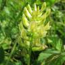 Fotografia 9 da espécie Astragalus glycyphyllos do Jardim Botânico UTAD