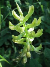 Fotografia da espécie Astragalus glycyphyllos