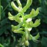 Fotografia 10 da espécie Astragalus glycyphyllos do Jardim Botânico UTAD