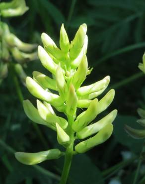 Fotografia 11 da espécie Astragalus glycyphyllos no Jardim Botânico UTAD