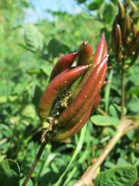 Fotografia da espécie Astragalus glycyphyllos