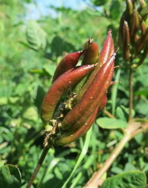 Fotografia 12 da espécie Astragalus glycyphyllos no Jardim Botânico UTAD