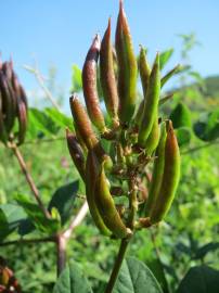 Fotografia da espécie Astragalus glycyphyllos