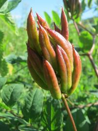 Fotografia da espécie Astragalus glycyphyllos