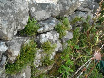 Fotografia da espécie Asplenium septentrionale