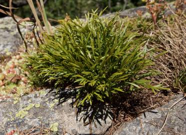 Fotografia da espécie Asplenium septentrionale