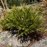 Fotografia 9 da espécie Asplenium septentrionale do Jardim Botânico UTAD