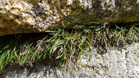 Fotografia da espécie Asplenium septentrionale