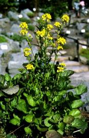 Fotografia da espécie Barbarea vulgaris