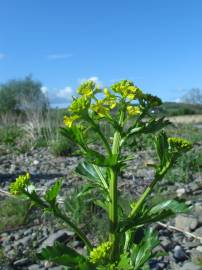 Fotografia da espécie Barbarea vulgaris