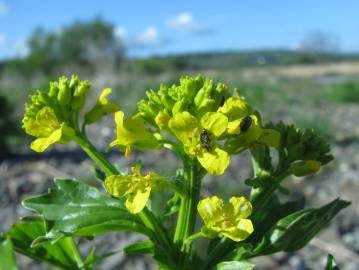 Fotografia da espécie Barbarea vulgaris