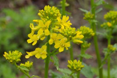 Fotografia da espécie Barbarea vulgaris