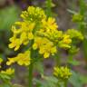 Fotografia 5 da espécie Barbarea vulgaris do Jardim Botânico UTAD