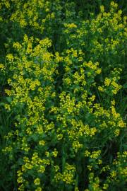 Fotografia da espécie Barbarea vulgaris