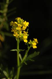 Fotografia da espécie Barbarea vulgaris