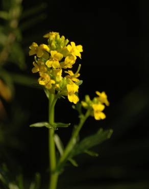 Fotografia 8 da espécie Barbarea vulgaris no Jardim Botânico UTAD