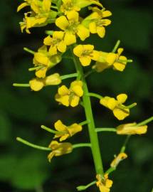 Fotografia da espécie Barbarea vulgaris