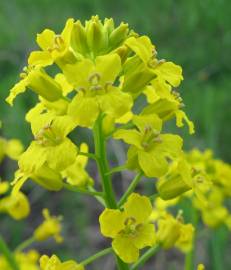 Fotografia da espécie Barbarea vulgaris