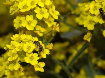 Fotografia da espécie Barbarea vulgaris