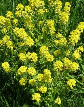 Fotografia 13 da espécie Barbarea vulgaris no Jardim Botânico UTAD