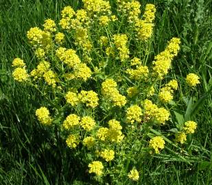 Fotografia da espécie Barbarea vulgaris