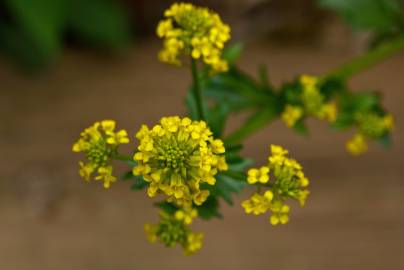 Fotografia da espécie Barbarea vulgaris